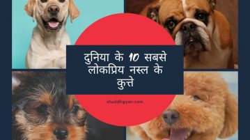 दुनिया के 10 सबसे लोकप्रिय नस्ल के कुत्ते (World Top 10 Most Popular Dog Breeds) Featured Image